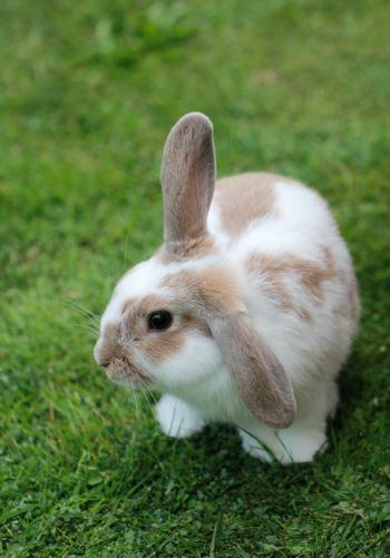 rabbit, pet Wallpaper 1668x2388
