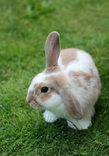 rabbit, pet Wallpaper 1640x2360
