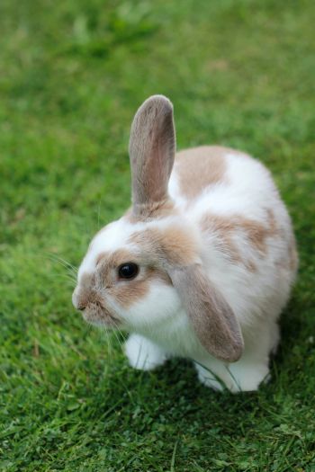 rabbit, pet Wallpaper 640x960