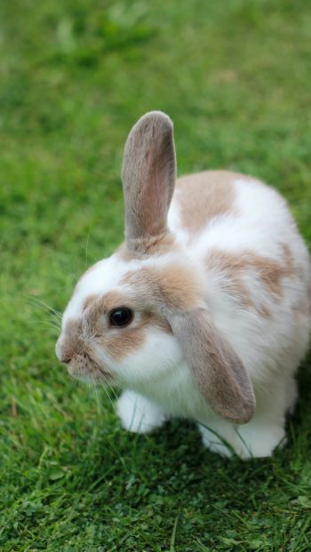 rabbit, pet Wallpaper 640x1136
