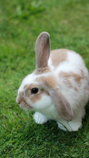 rabbit, pet Wallpaper 750x1334
