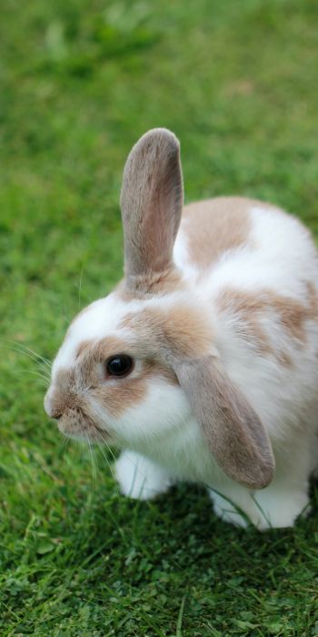 rabbit, pet Wallpaper 720x1440