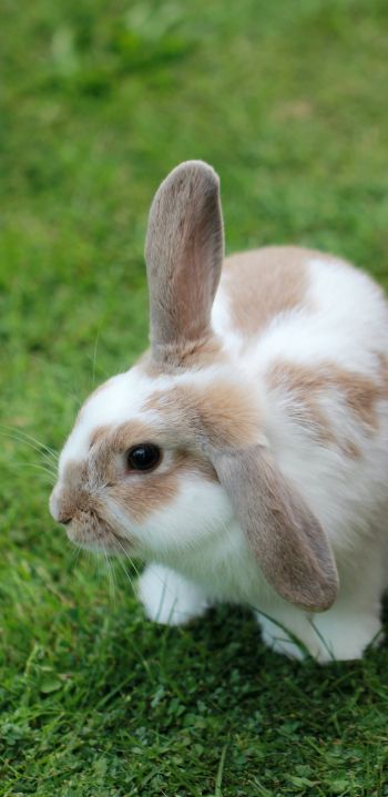 rabbit, pet Wallpaper 1080x2220