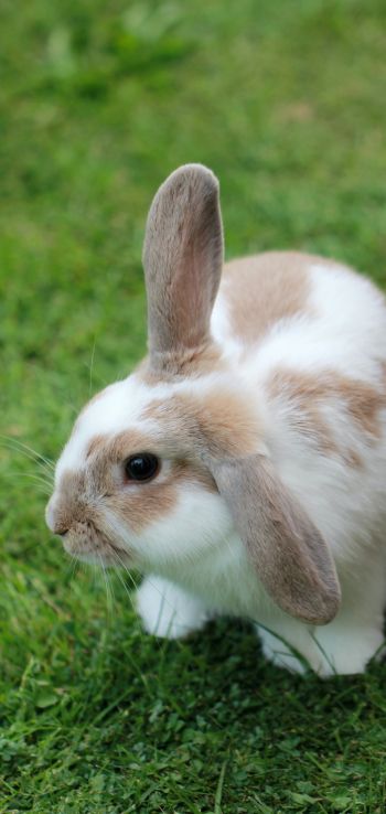 rabbit, pet Wallpaper 1440x3040