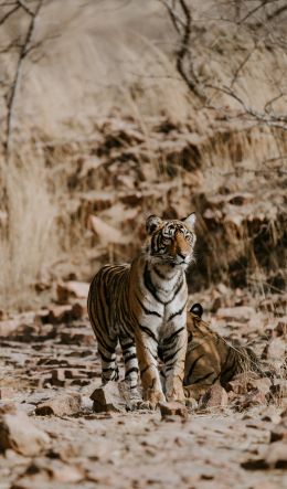 Обои 600x1024 Национальный парк Рантамбор, Индия