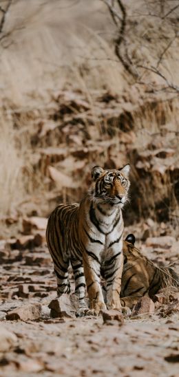Обои 1440x3040 Национальный парк Рантамбор, Индия