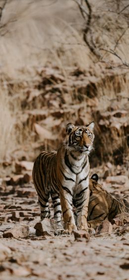 Обои 1170x2532 Национальный парк Рантамбор, Индия