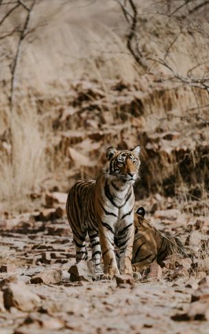 Ranthambore National Park, India Wallpaper 1752x2800