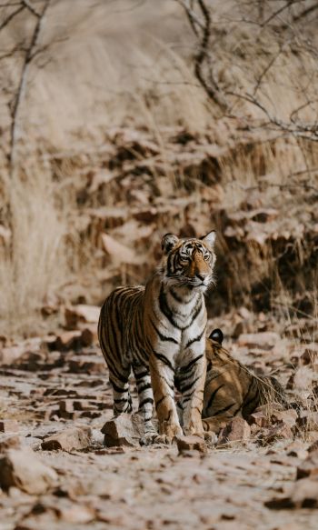 Обои 1200x2000 Национальный парк Рантамбор, Индия