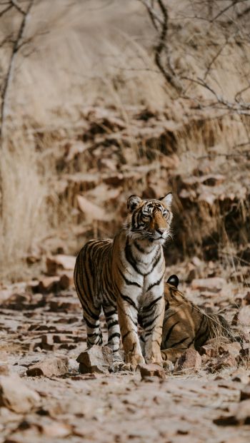 Обои 640x1136 Национальный парк Рантамбор, Индия