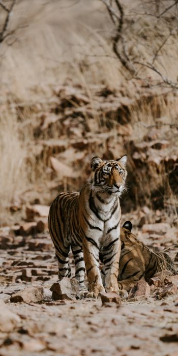 Обои 720x1440 Национальный парк Рантамбор, Индия