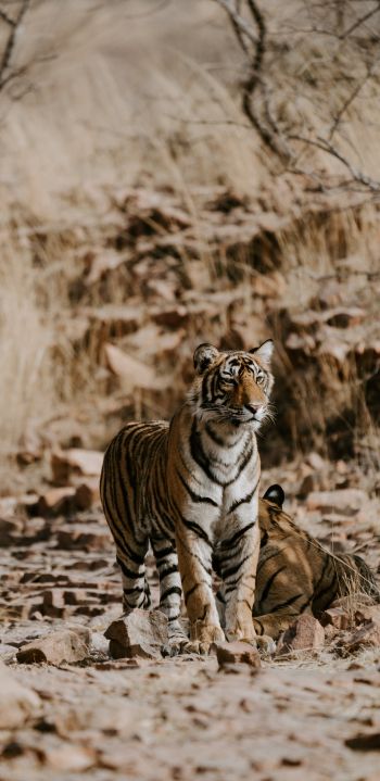 Обои 1440x2960 Национальный парк Рантамбор, Индия