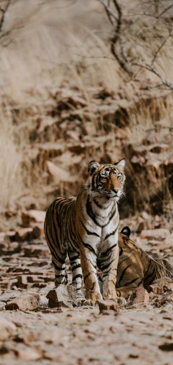 Обои 720x1520 Национальный парк Рантамбор, Индия