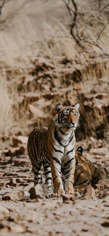 Обои 828x1792 Национальный парк Рантамбор, Индия