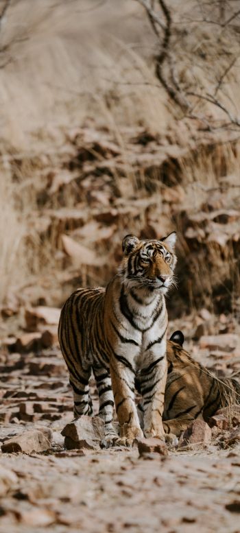 Ranthambore National Park, India Wallpaper 1080x2400