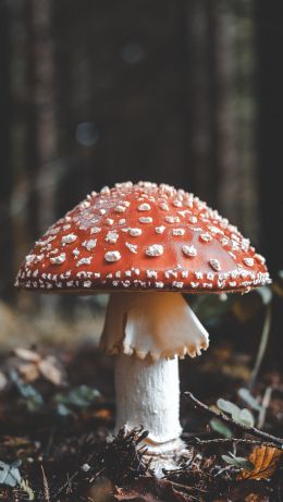 Bled, Slovenia, toadstool Wallpaper 640x1136