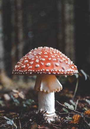 Bled, Slovenia, toadstool Wallpaper 1640x2360