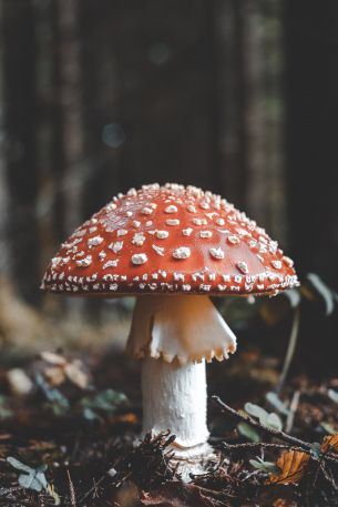 Bled, Slovenia, toadstool Wallpaper 640x960