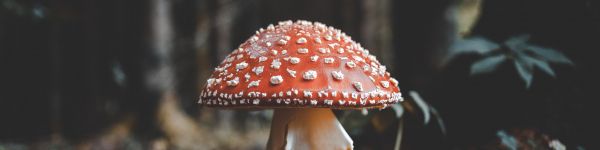 Bled, Slovenia, toadstool Wallpaper 1590x400