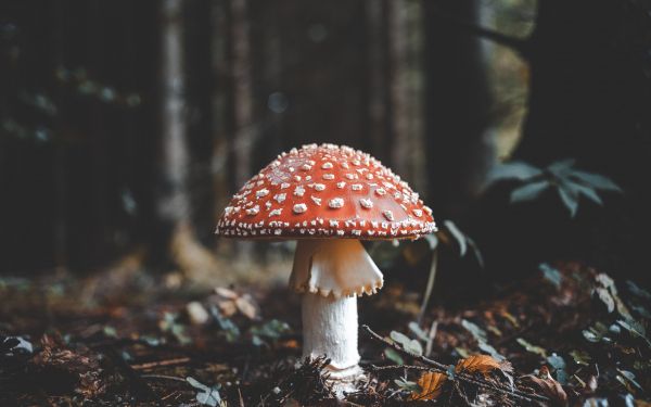 Bled, Slovenia, toadstool Wallpaper 1920x1200