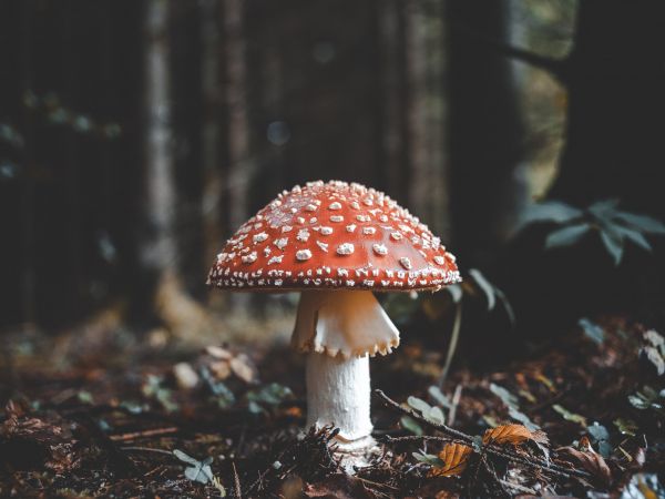 Bled, Slovenia, toadstool Wallpaper 1024x768