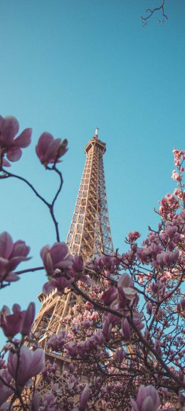 eiffel tower, Paris, France Wallpaper 1440x3200