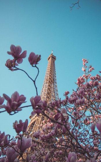 Обои 1600x2560 Эйфелева башня, Париж, Франция