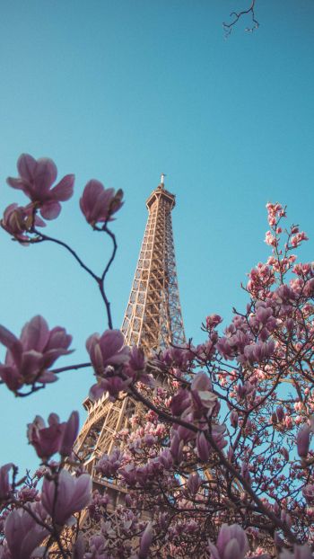 eiffel tower, Paris, France Wallpaper 1440x2560