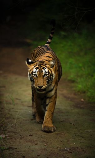 Ranthambore National Park Wallpaper 1200x2000