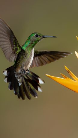 Обои 640x1136 колибри, птица, цветок