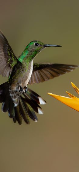 hummingbirds, bird, flower Wallpaper 1080x2340