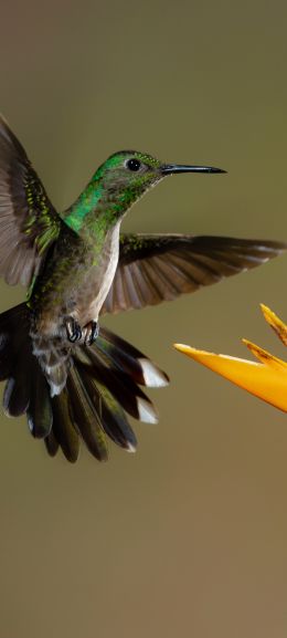 Обои 1080x2400 колибри, птица, цветок