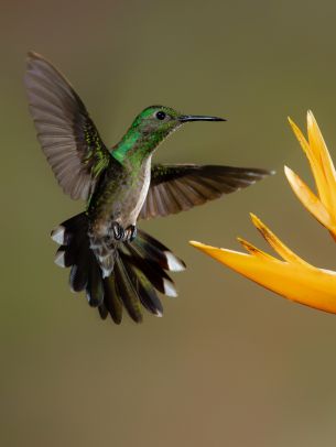 hummingbirds, bird, flower Wallpaper 1536x2048