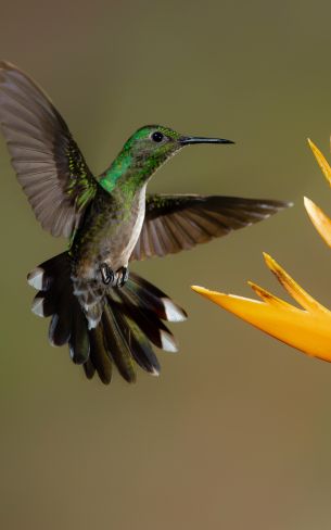 Обои 1600x2560 колибри, птица, цветок