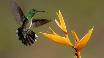 hummingbirds, bird, flower Wallpaper 2048x1152