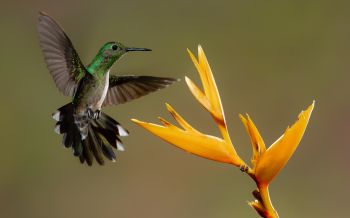 hummingbirds, bird, flower Wallpaper 2560x1600