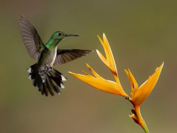 hummingbirds, bird, flower Wallpaper 1024x768