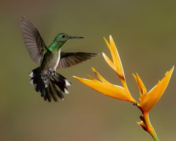 hummingbirds, bird, flower Wallpaper 1280x1024