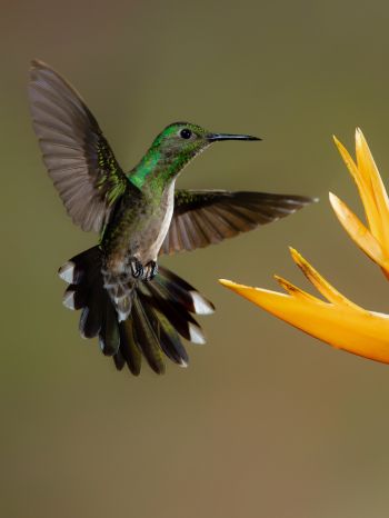 hummingbirds, bird, flower Wallpaper 1536x2048