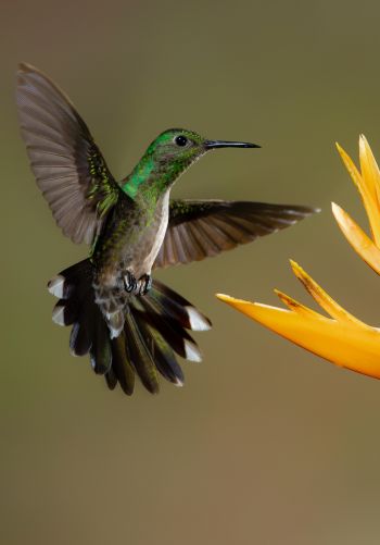 hummingbirds, bird, flower Wallpaper 1668x2388