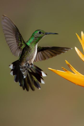 Обои 640x960 колибри, птица, цветок