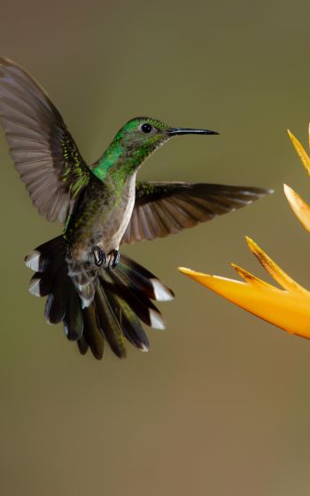 hummingbirds, bird, flower Wallpaper 1200x1920