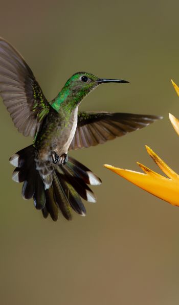Обои 600x1024 колибри, птица, цветок