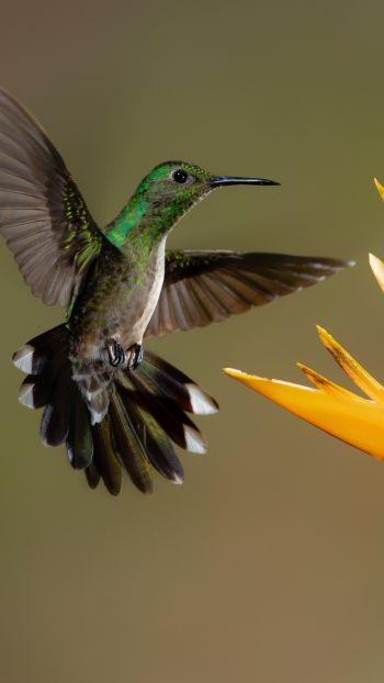 Обои 1440x2560 колибри, птица, цветок