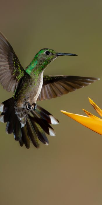 hummingbirds, bird, flower Wallpaper 720x1440