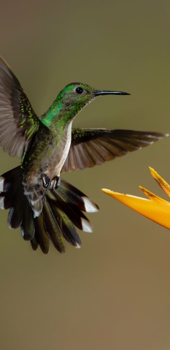 Обои 1080x2220 колибри, птица, цветок