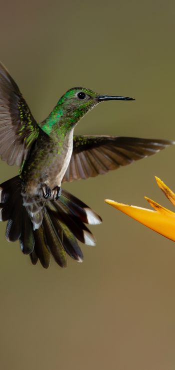 hummingbirds, bird, flower Wallpaper 1080x2280