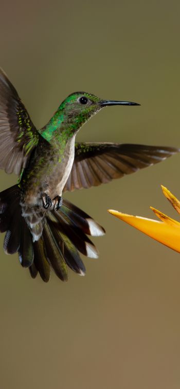 Обои 828x1792 колибри, птица, цветок