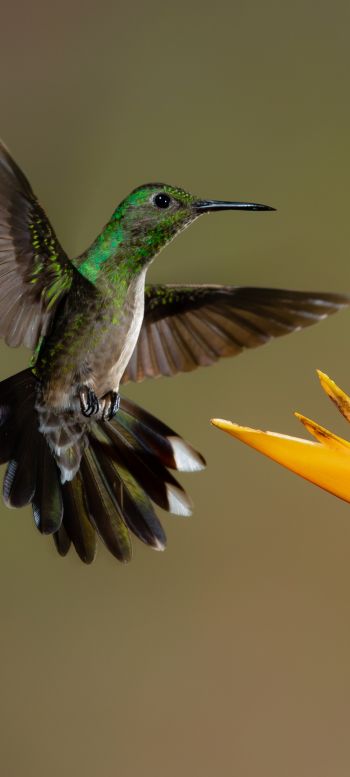 hummingbirds, bird, flower Wallpaper 720x1600