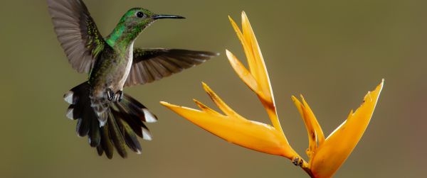 hummingbirds, bird, flower Wallpaper 3440x1440